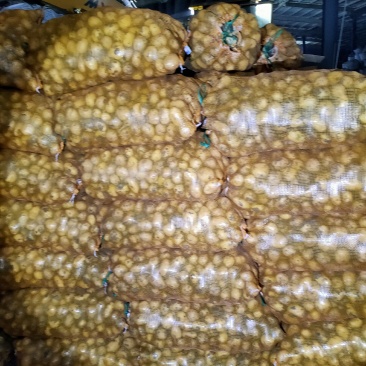 1到3两小货，兴佳二号，尤金，荷兰系列，芽眼浅，走像市场