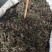 野生旱莲草草药墨旱莲