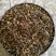 【精选】猫须草，猫须公，肾茶，新货无硫，量大从优