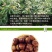 （包邮）板栗新鲜现摘生栗子野生板栗批发5斤