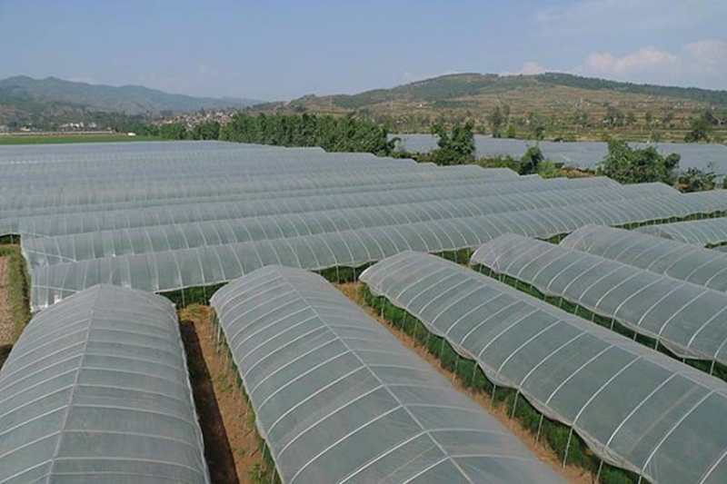 普通大棚成套大棚蔬菜大棚养殖大棚温室大棚联栋大棚厂家直销