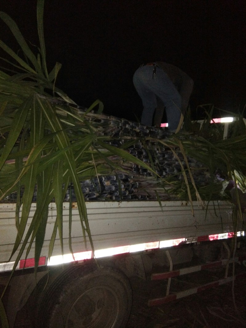 黑皮甘蔗色泽好脆甜多汁