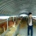 厂家按客户尺寸要求定制椭圆管养殖大棚接受定制坚固耐用，