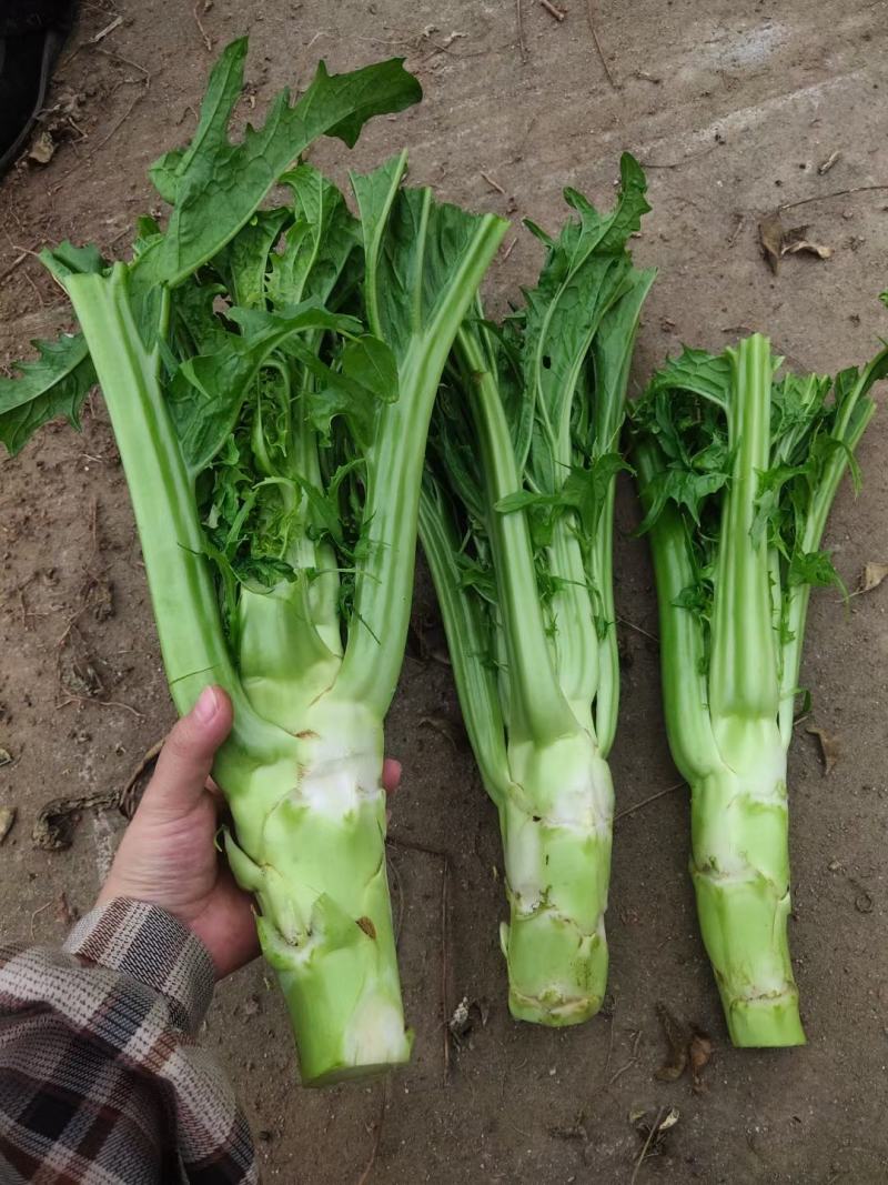 棒菜，花叶棒菜，，，