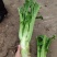棒菜，花叶棒菜，，，