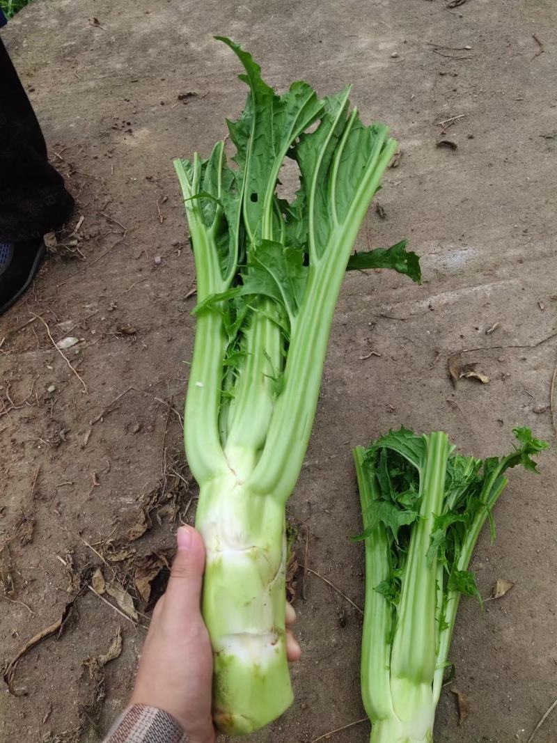 棒菜，花叶棒菜，，，