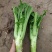 棒菜，花叶棒菜，，，
