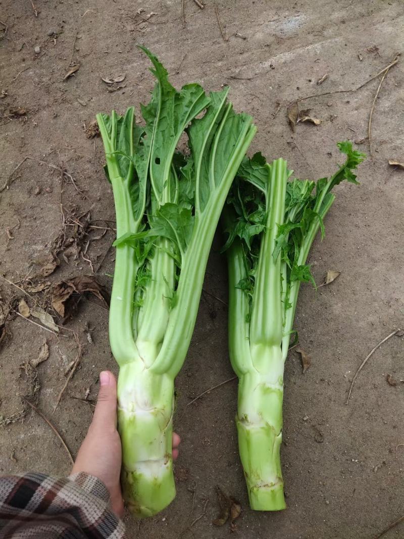 棒菜，花叶棒菜，，，