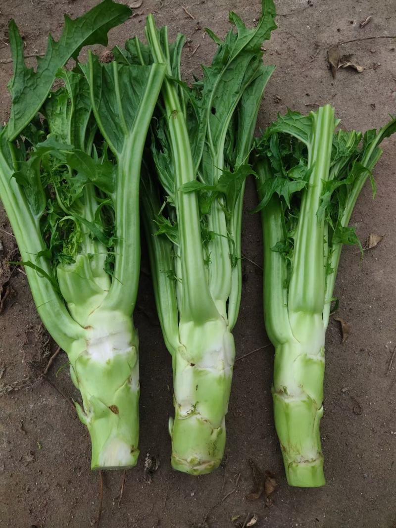 棒菜，花叶棒菜，，，