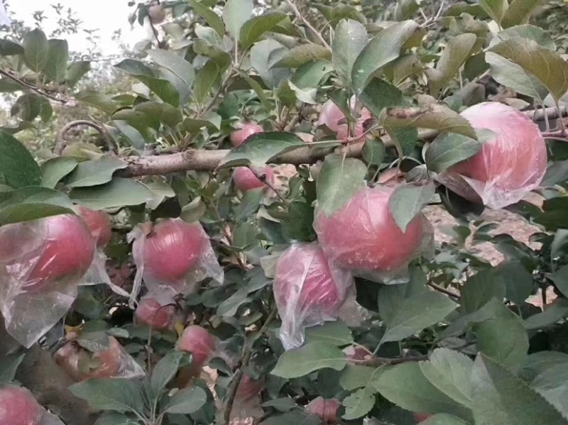 苹果，冰糖心红富士苹果大量供应，一手货源，产地直发！