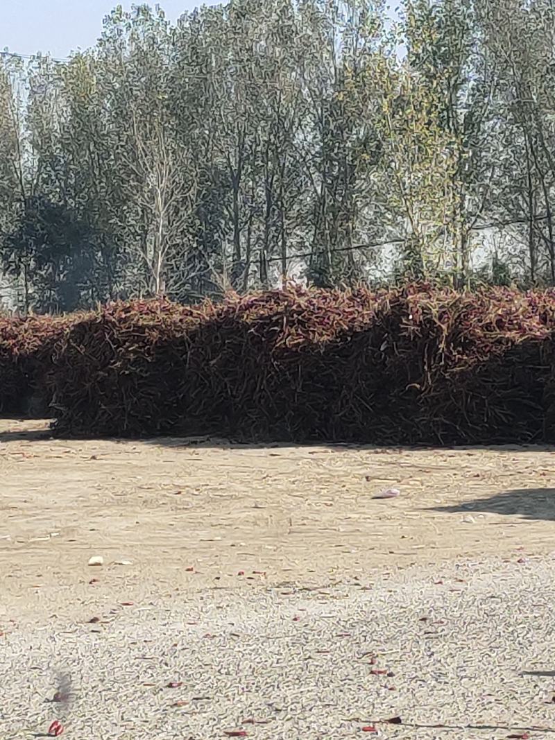 北京红花皮辣椒地头价格服务一条龙包您满意为止