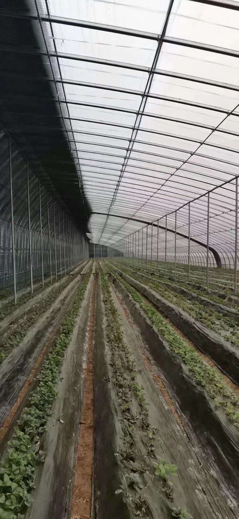 压顶簧大棚零部件蔬菜大棚压顶簧养殖大棚压顶簧联栋大棚