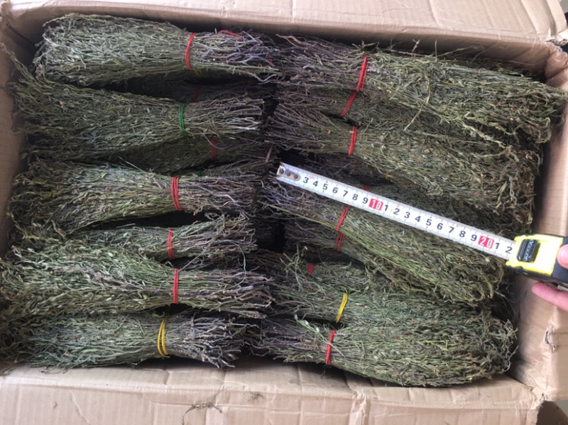 青绿独脚金20公分左右农户自采人工挑选一手货款