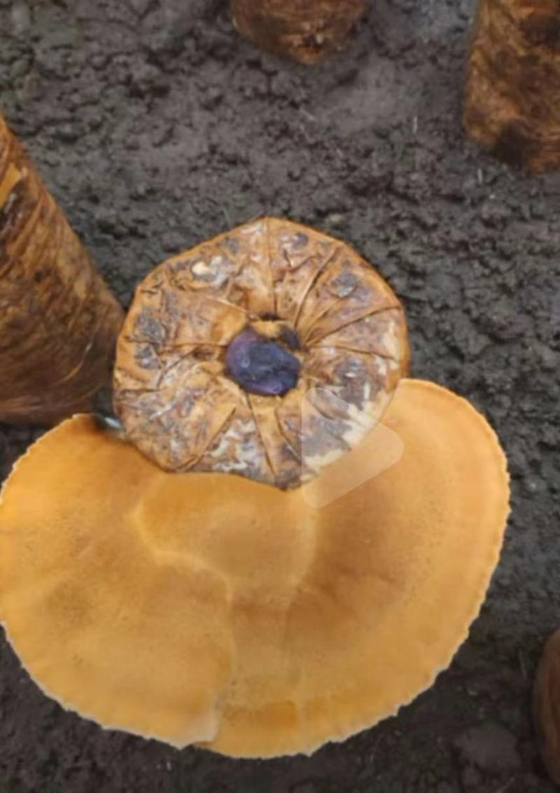 桑黄菌种菌包人工种植室内外均可便于管理指导技术
