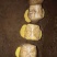 桑黄菌种菌包人工种植室内外均可便于管理指导技术