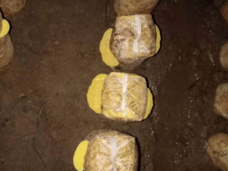 桑黄菌种菌包人工种植室内外均可便于管理指导技术