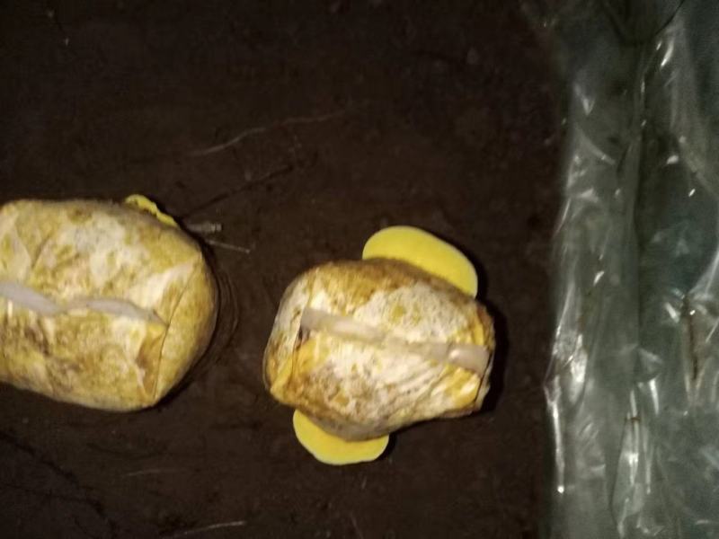 桑黄菌种菌包人工种植室内外均可便于管理指导技术