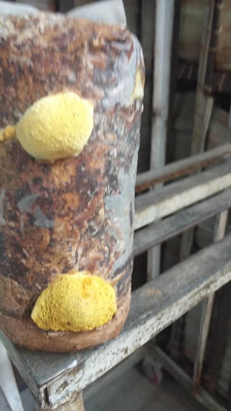 桑黄菌种菌包人工种植室内外均可便于管理指导技术