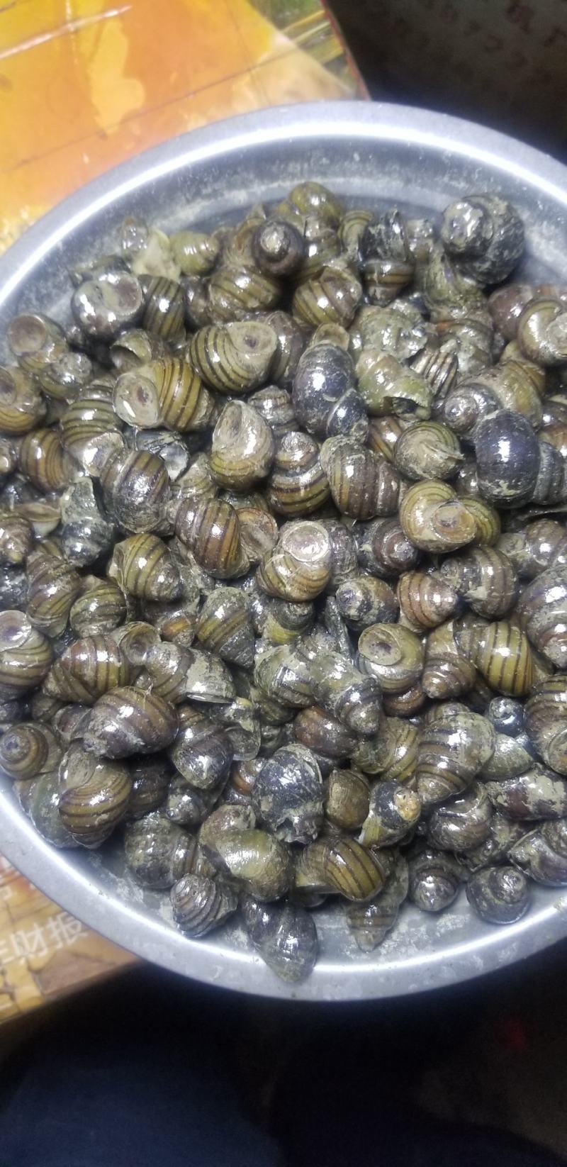 脆螺批发长期有货质量保证本地量大