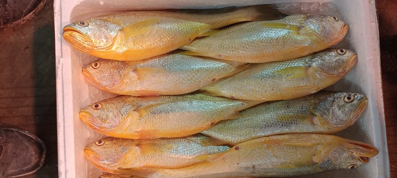 海捕大黄鱼黄花鱼