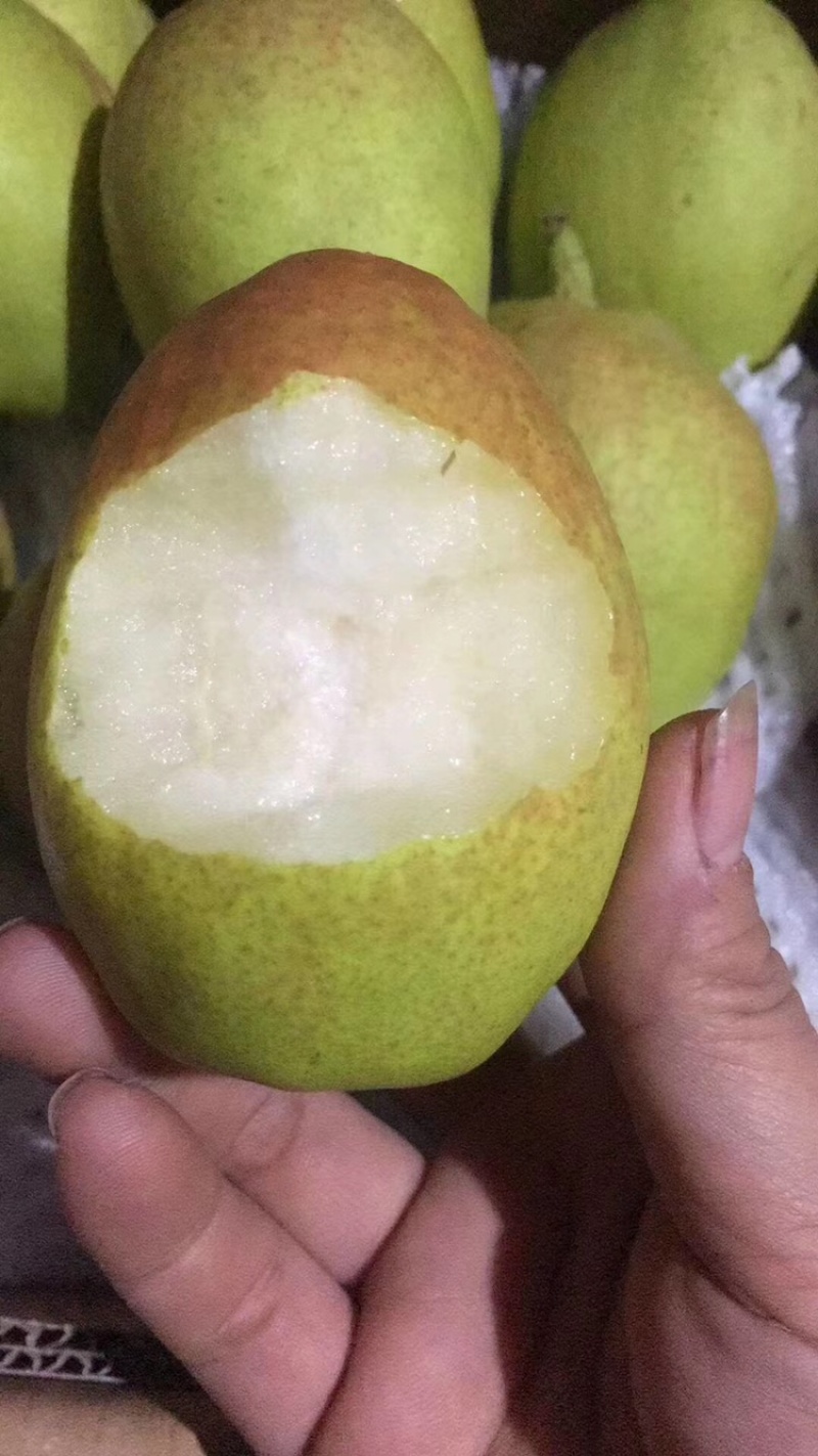 （精品推荐）陕西红香酥梨香甜多汁糖度高，大量上市