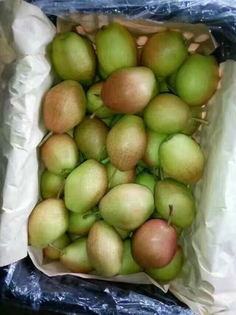 （精品推荐）陕西红香酥梨香甜多汁糖度高，大量上市