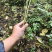 大量出销售罗汉竹棵需要随时联系
