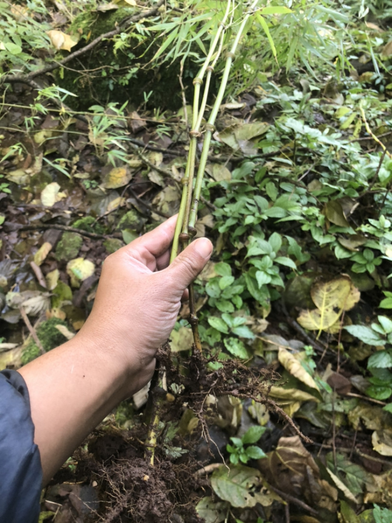 大量出销售罗汉竹棵需要随时联系