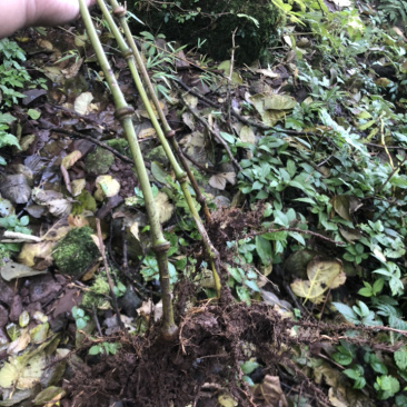 大量出销售罗汉竹棵需要随时联系