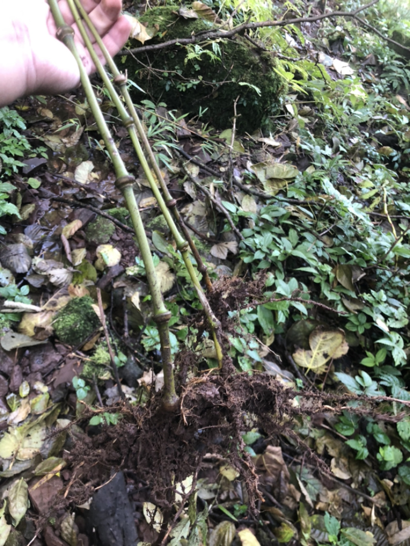 大量出销售罗汉竹棵需要随时联系