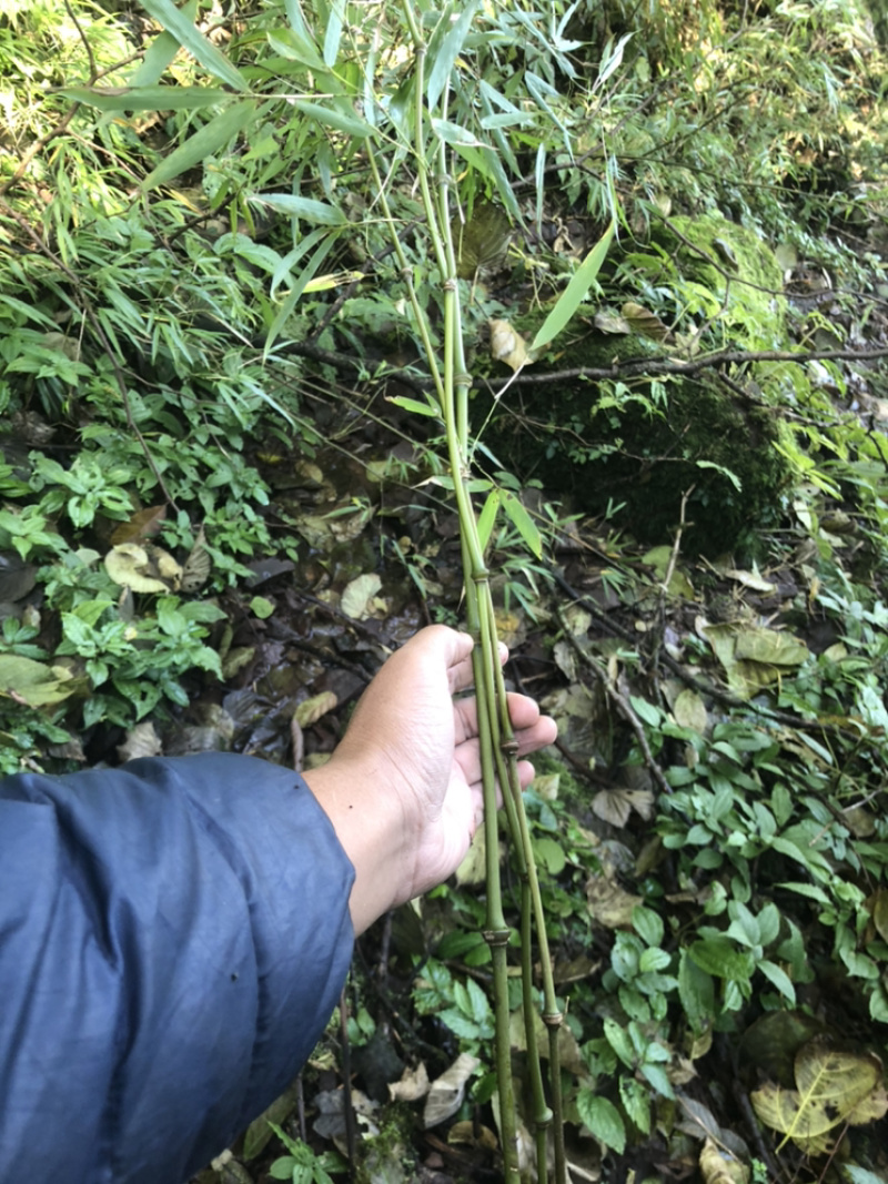 大量出销售罗汉竹棵需要随时联系