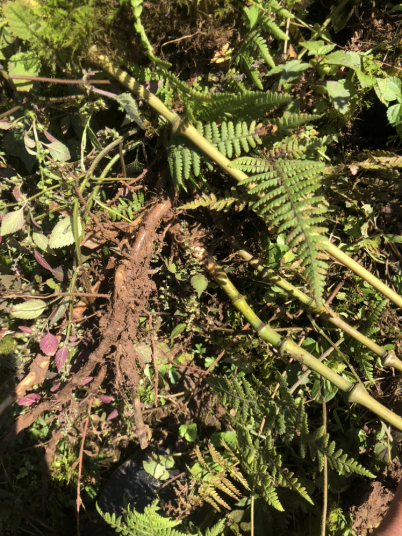 大量出销售罗汉竹棵需要随时联系