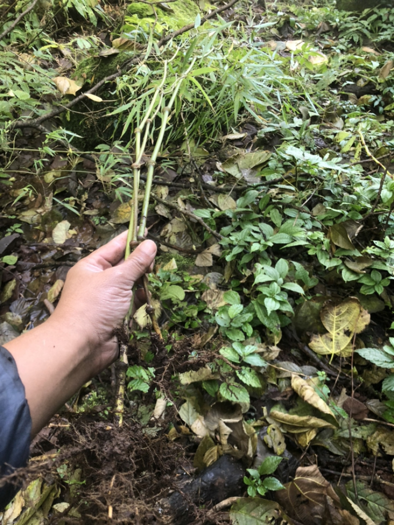 大量出销售罗汉竹棵需要随时联系