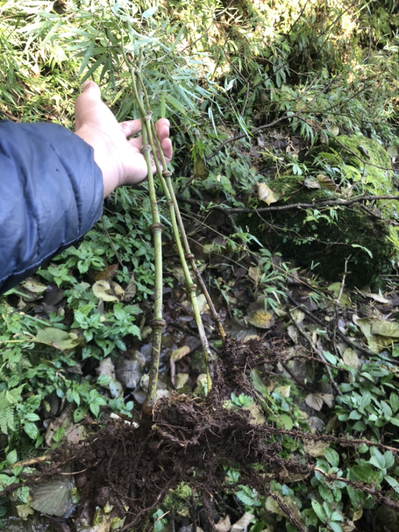 大量出销售罗汉竹棵需要随时联系