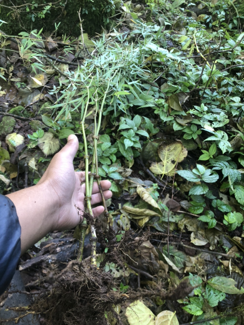 大量出销售罗汉竹棵需要随时联系