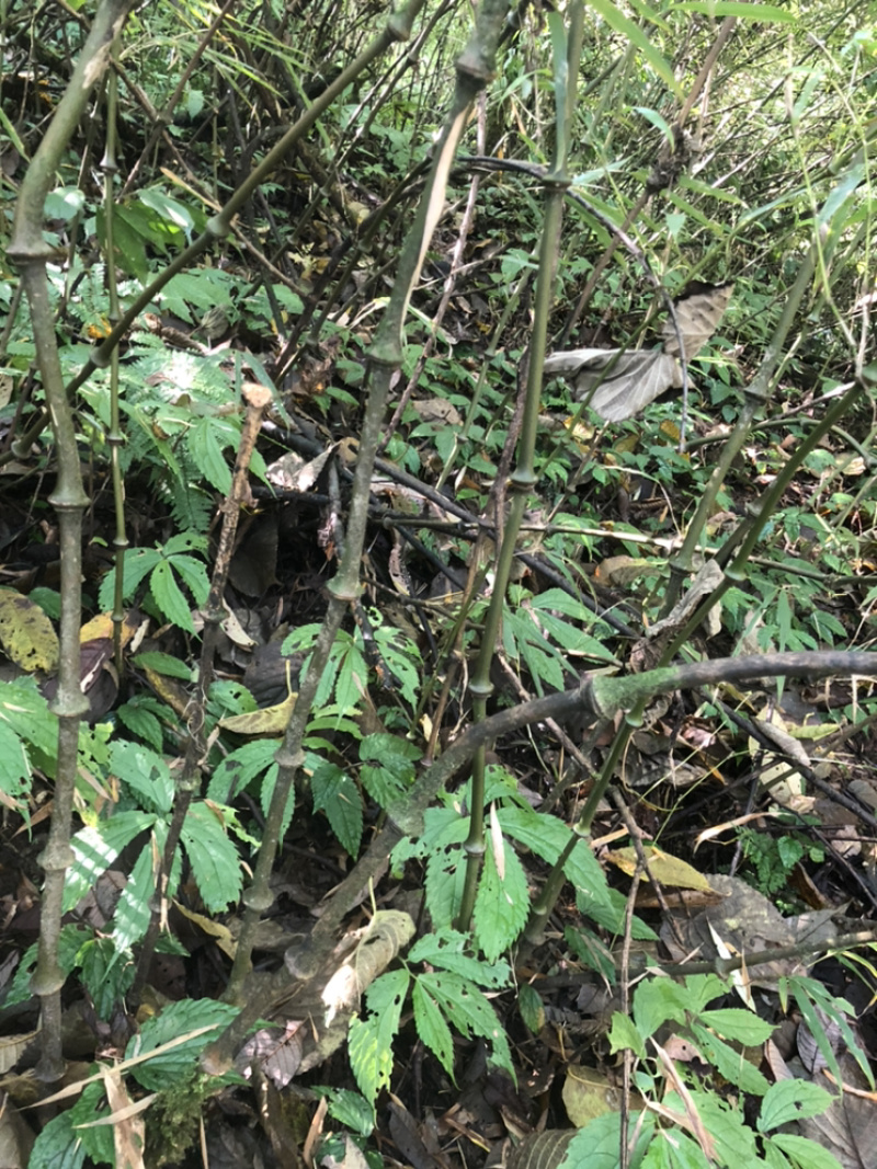 大量出销售罗汉竹棵需要随时联系