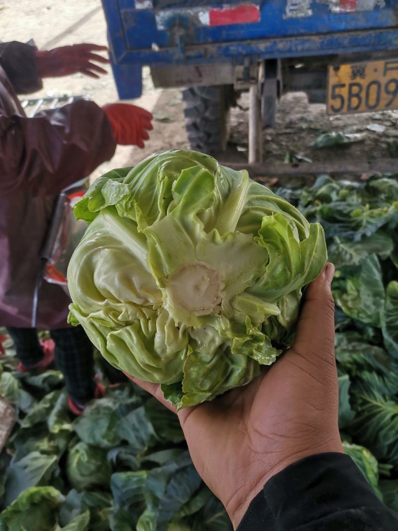 保定清苑牛庄村。只做精品。质量保证。个头匀称，颜色绿，