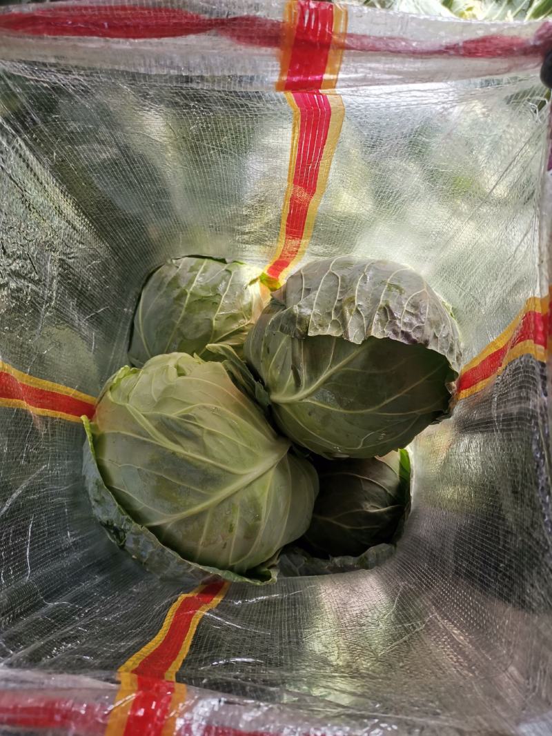 保定清苑牛庄村。只做精品。质量保证。个头匀称，颜色绿，