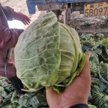 保定清苑牛庄村。只做精品。质量保证。个头匀称，颜色绿，