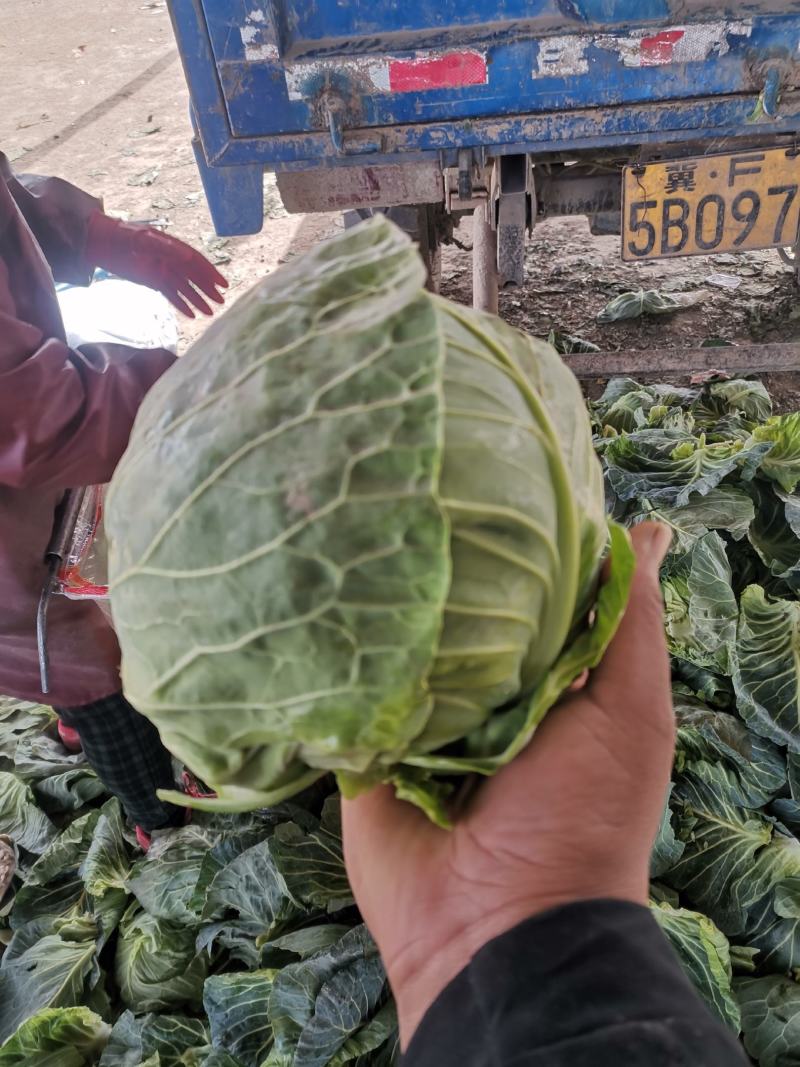 保定清苑牛庄村。只做精品。质量保证。个头匀称，颜色绿，