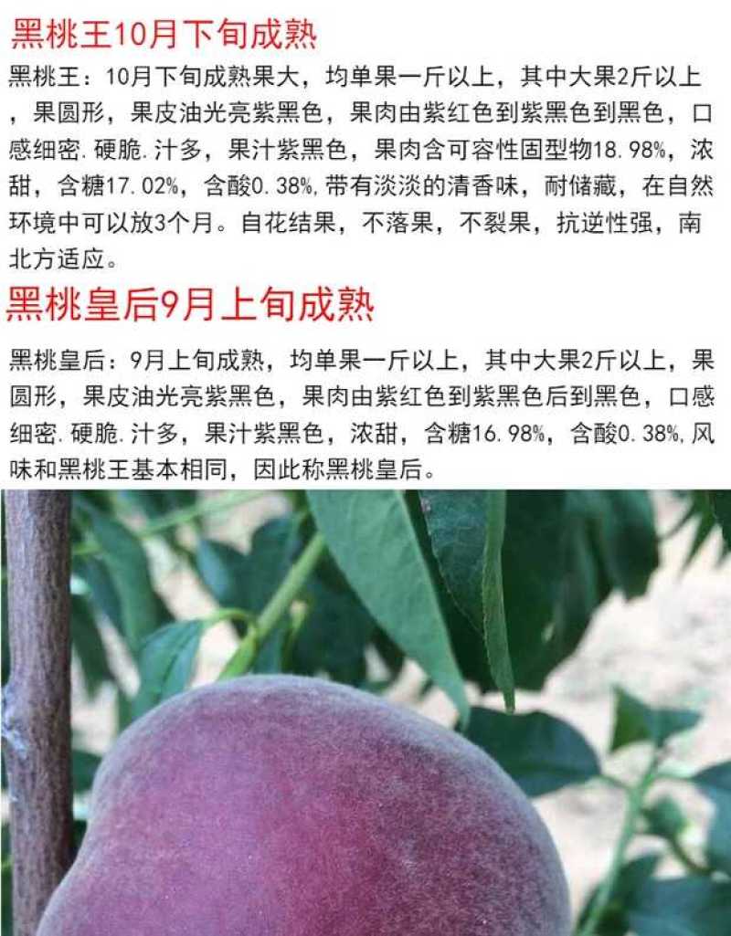 黑桃苗，黑桃王，黑桃皇后，包品种免费后期指导