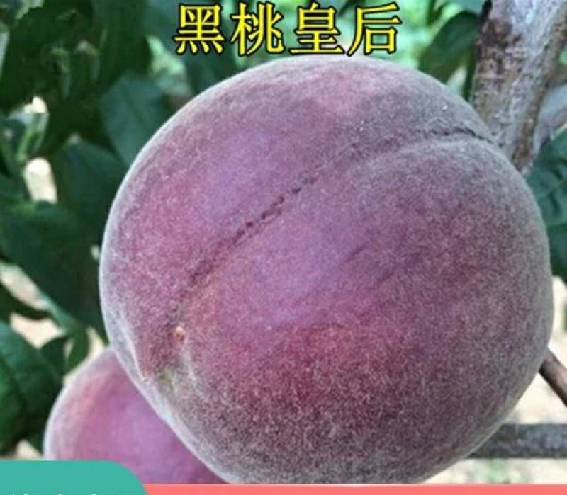 黑桃苗，黑桃王，黑桃皇后，包品种免费后期指导