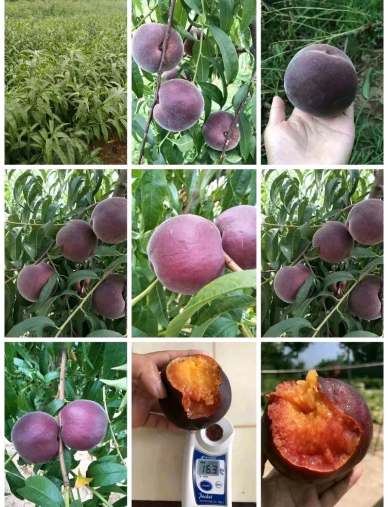 黑桃苗，黑桃王，黑桃皇后，包品种免费后期指导