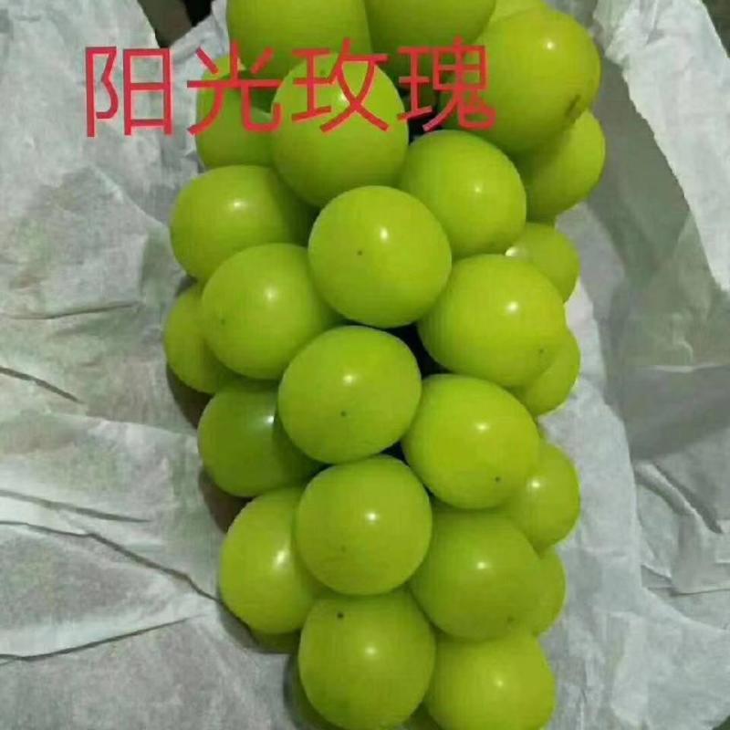 正宗阳光玫瑰葡萄苗砧木5bb夏黑3309保品种可签约