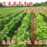 正宗阳光玫瑰葡萄苗砧木5bb夏黑3309保品种可签约