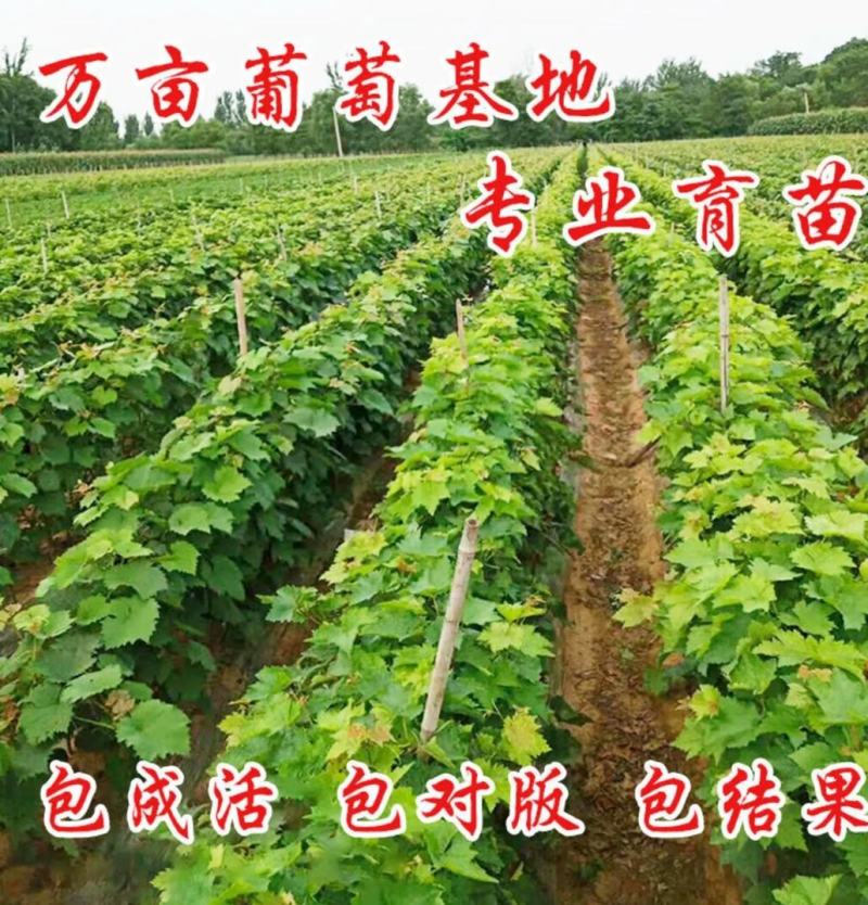 正宗阳光玫瑰葡萄苗砧木5bb夏黑3309保品种可签约