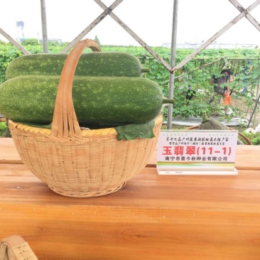 玉翡翠甜节瓜水果型早熟绿皮生长势强品质佳