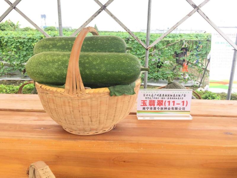 玉翡翠甜节瓜水果型早熟绿皮生长势强品质佳
