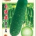 玉翡翠甜节瓜水果型早熟绿皮生长势强品质佳