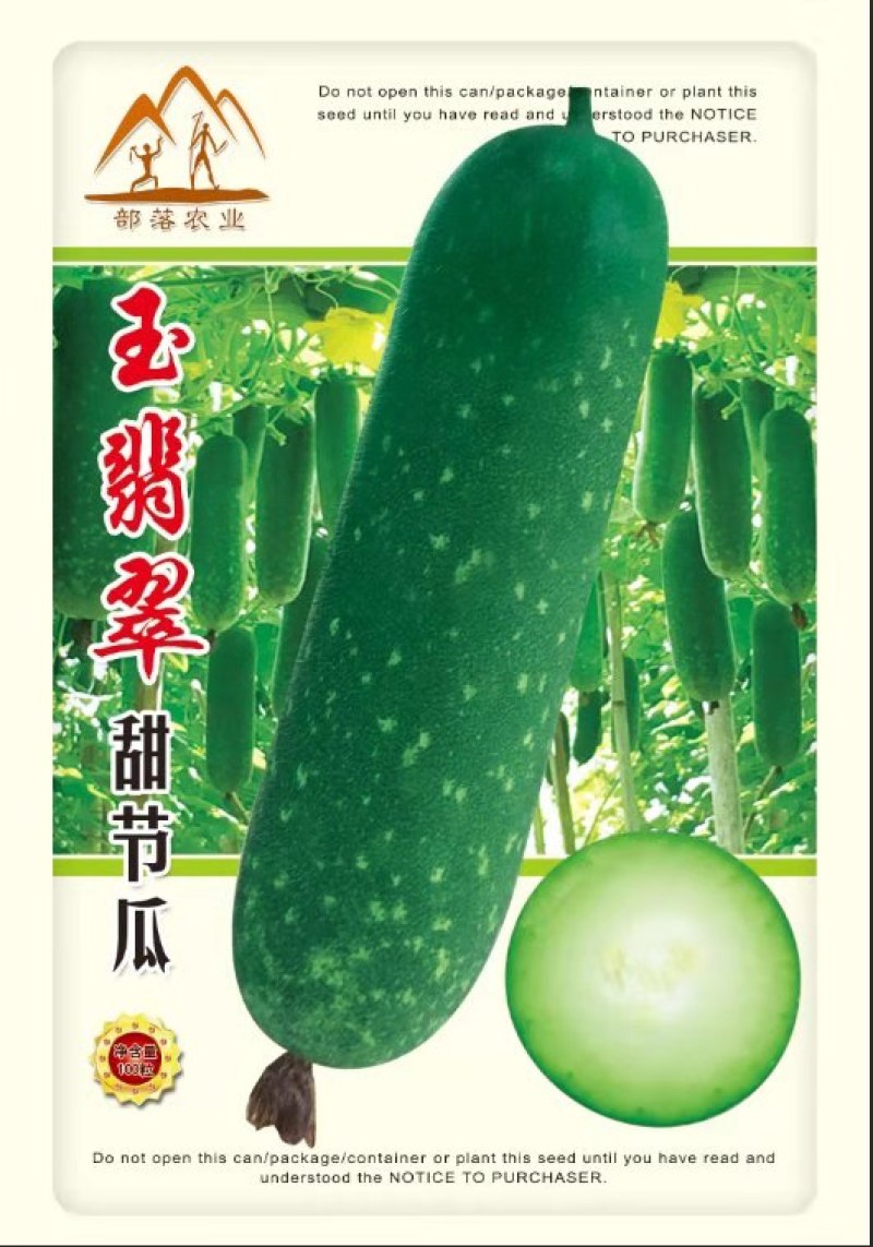 玉翡翠甜节瓜水果型早熟绿皮生长势强品质佳